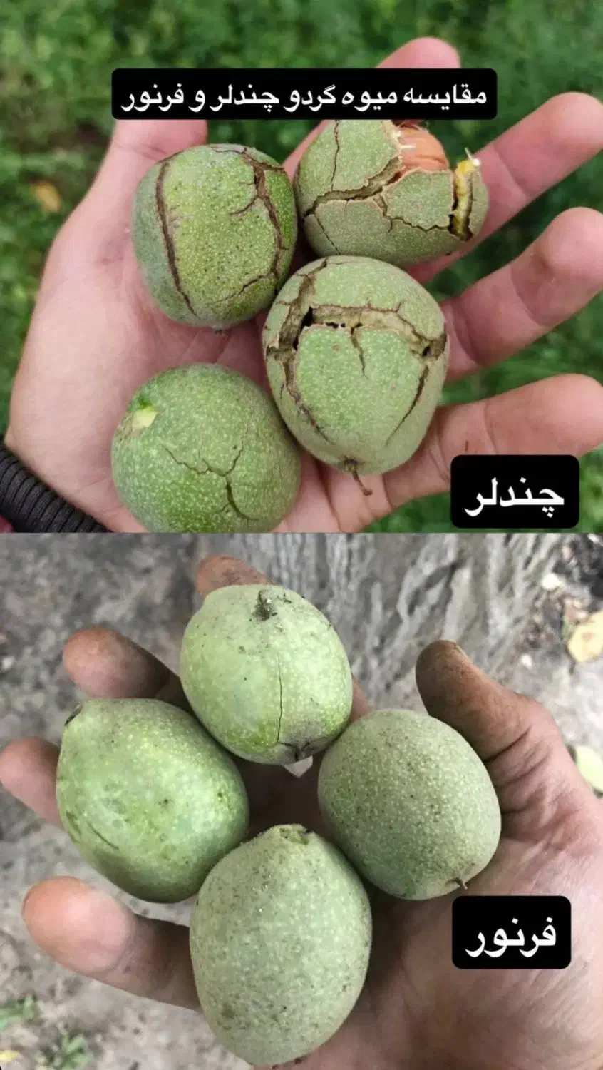 پسته پیوندی / گردو ژنوتیپ / نیگرا|خدمات باغبانی و درختکاری|آبسرد, |دیوار