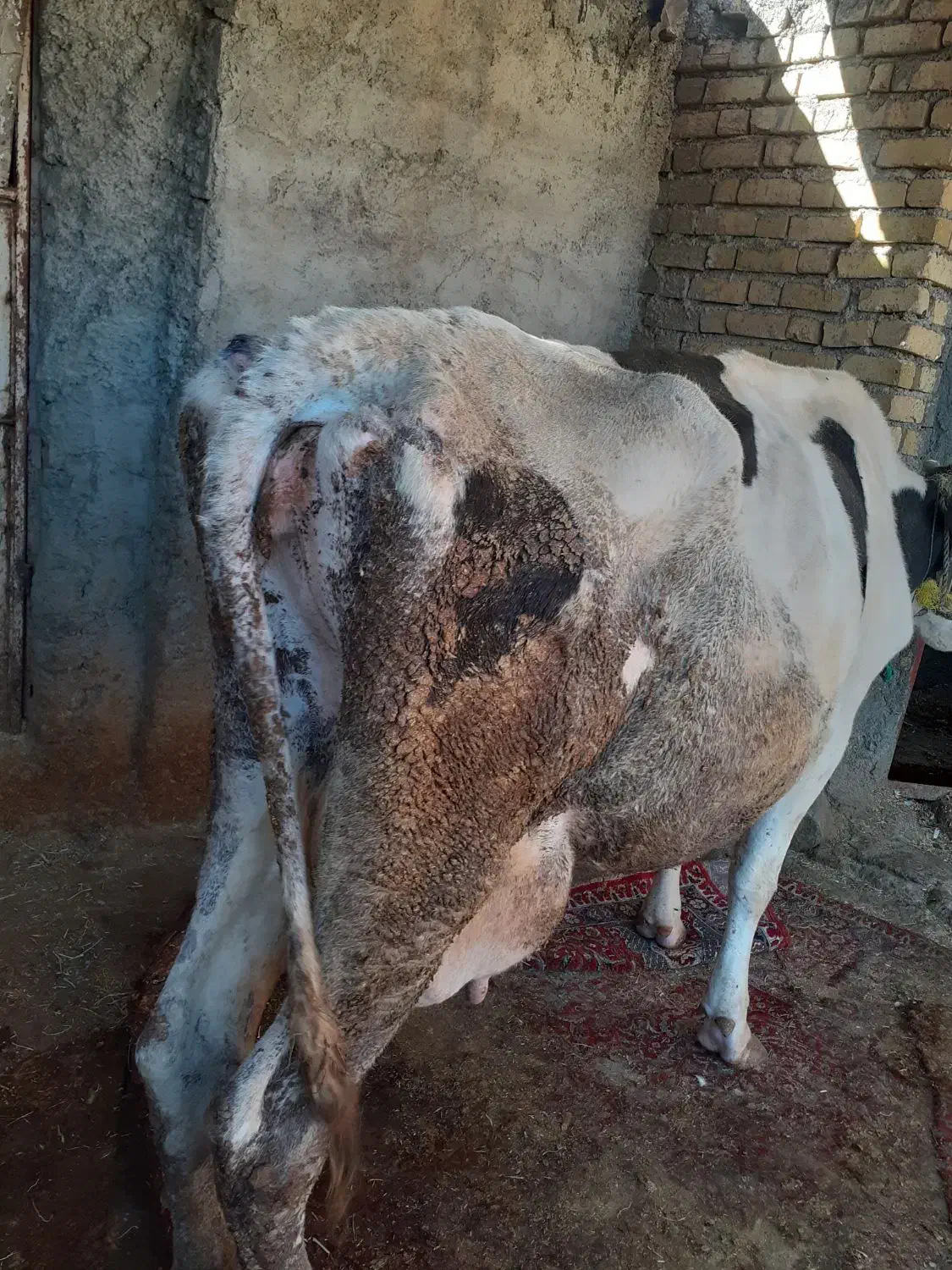 گاو گوساله|حیوانات مزرعه|فیروزآباد (لرستان), |دیوار