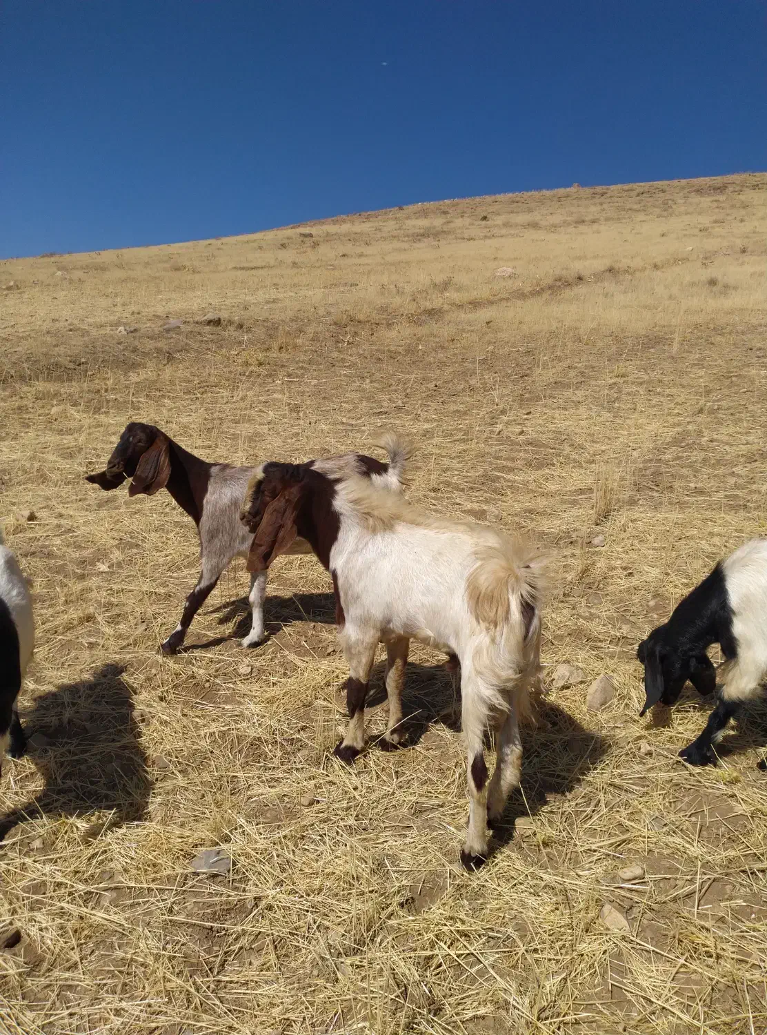 بزغاله نر|حیوانات مزرعه|دینور, |دیوار