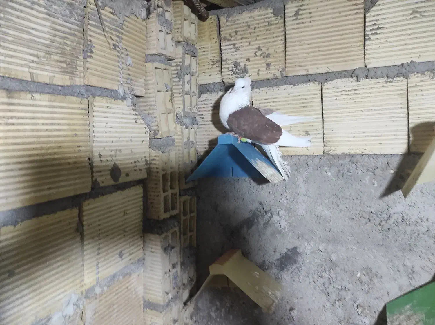 چند عدد کبوتر رنگی به شرط پرش|پرنده|بندر ماهشهر, |دیوار