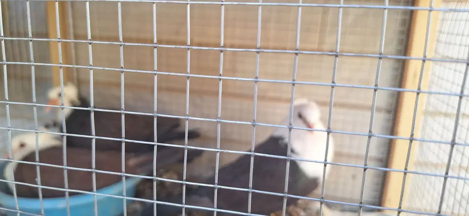 کبوتر کله سفید جوجه طوقی سیاه واکسی جوجه|پرنده|شاهینشهر, فرودگاه هسا|دیوار