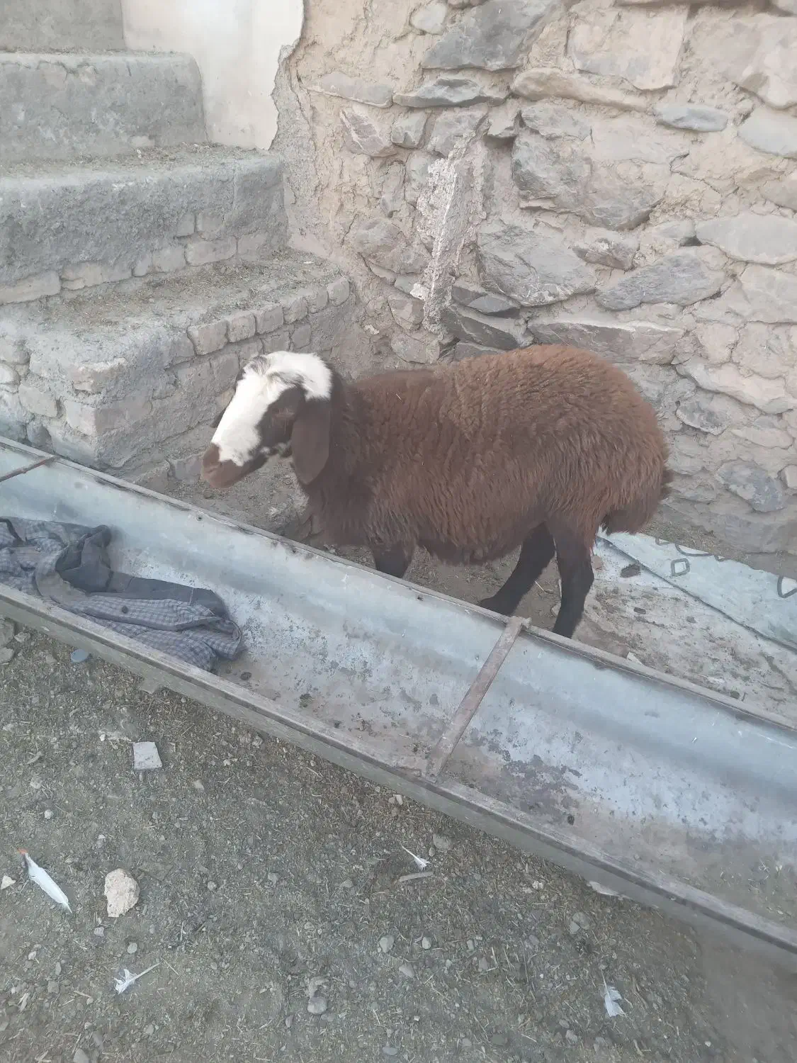 بره ماده پلنگی دوتاش سه ماه قوچ خورده|حیوانات مزرعه|خنداب, |دیوار