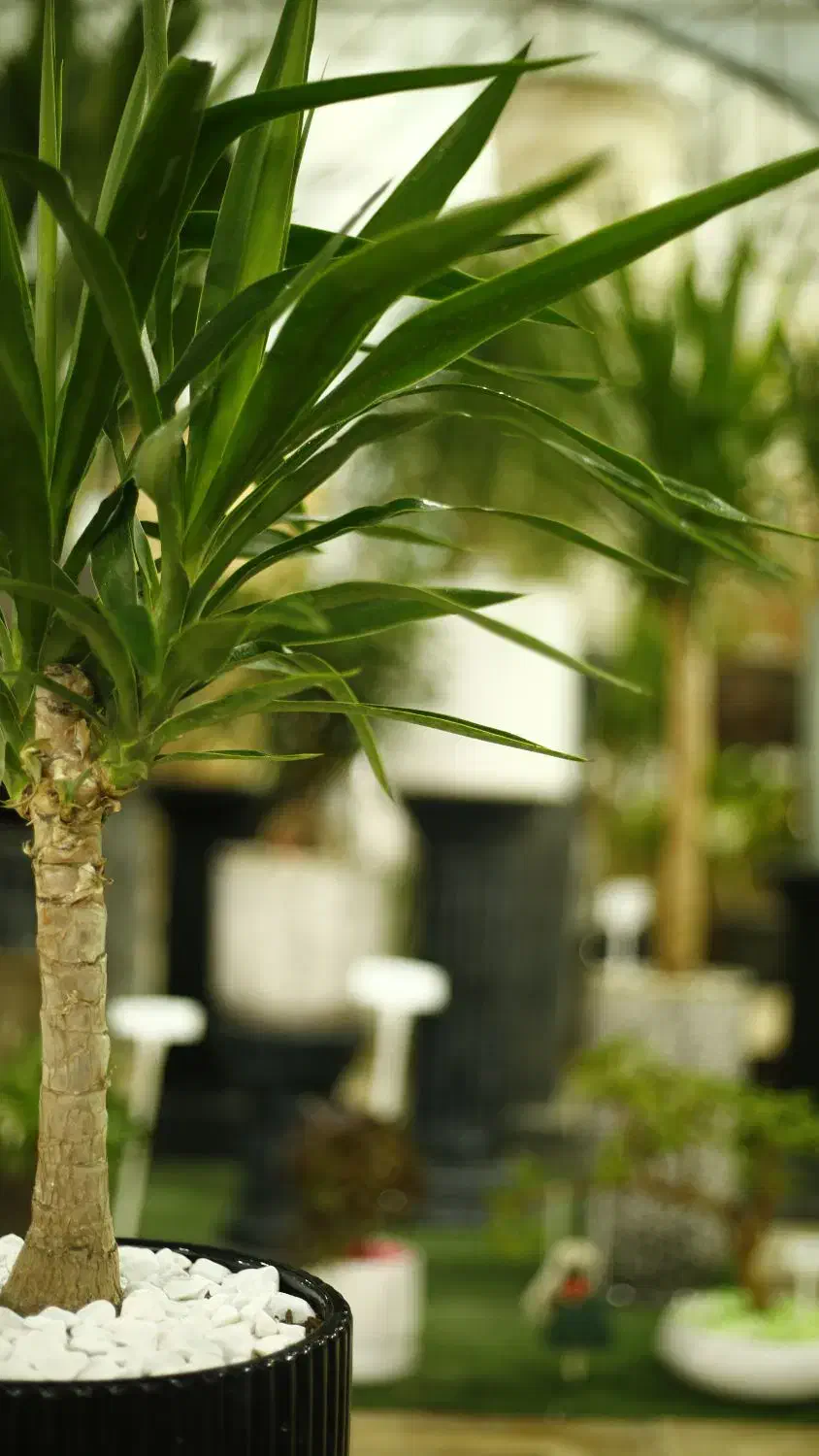 گلدان + یوکا تنه دار زیبا مناسب هدیه -ارسال سریع|گل و گیاه طبیعی|تهران, اختیاریه|دیوار