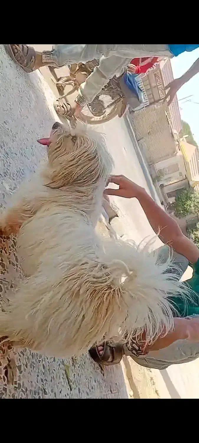 سگ شیتزو مهربون نر|سگ|دزفول, |دیوار