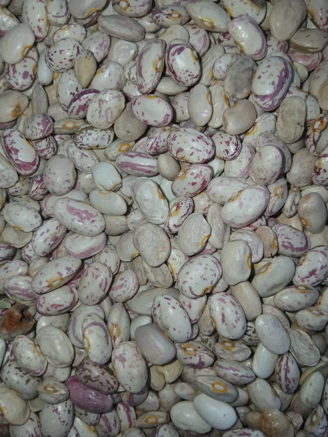 لوبیا چیتی|خوردنی و آشامیدنی|فلارد, |دیوار