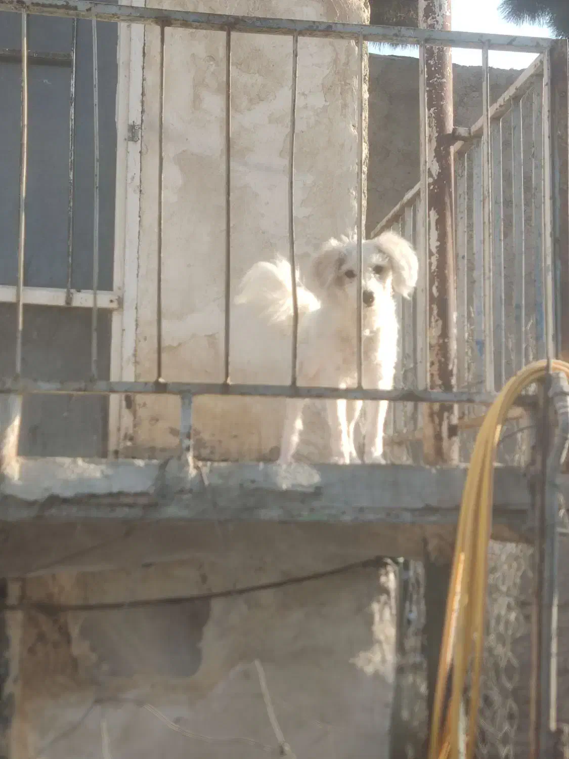 پودل ترییر ماده ۱۰ ماهه|سگ|باقرشهر, |دیوار