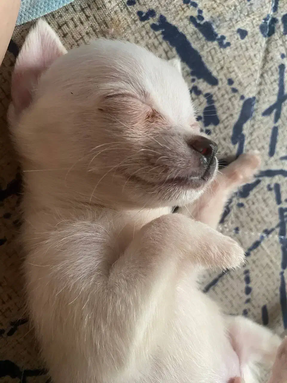 واگذاری سگ|سگ|رشت, فخب|دیوار