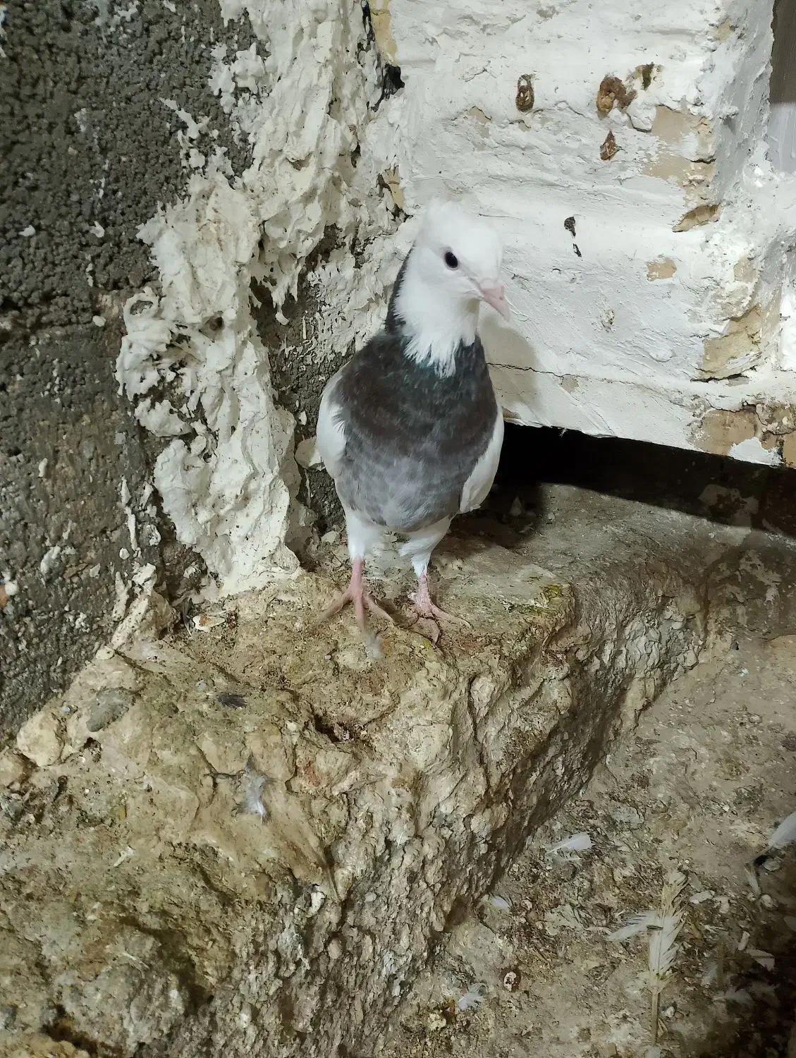 طوقی|پرنده|مهر, |دیوار