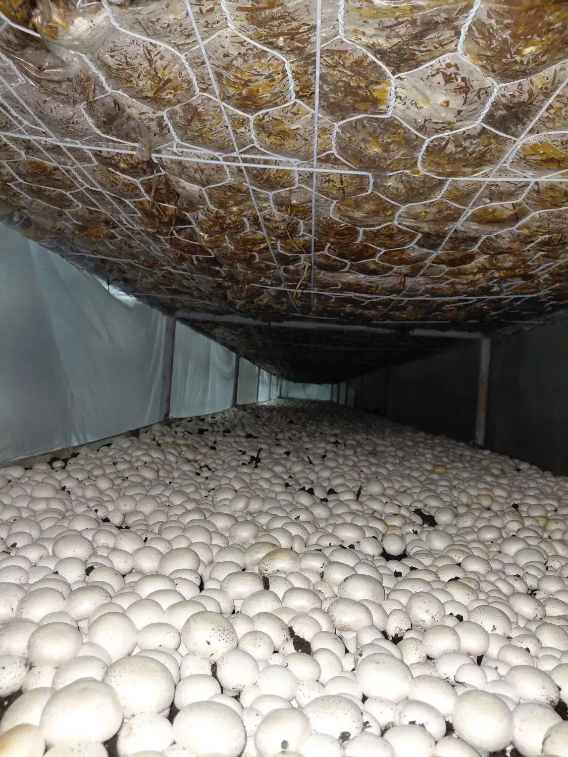 جذب نیرو|فعالیت داوطلبانه|اسفراین, |دیوار