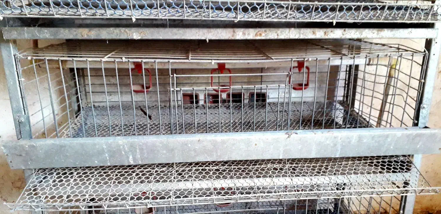 قفسه بزرگ بلدرچین|لوازم جانبی حیوانات|نکا, |دیوار