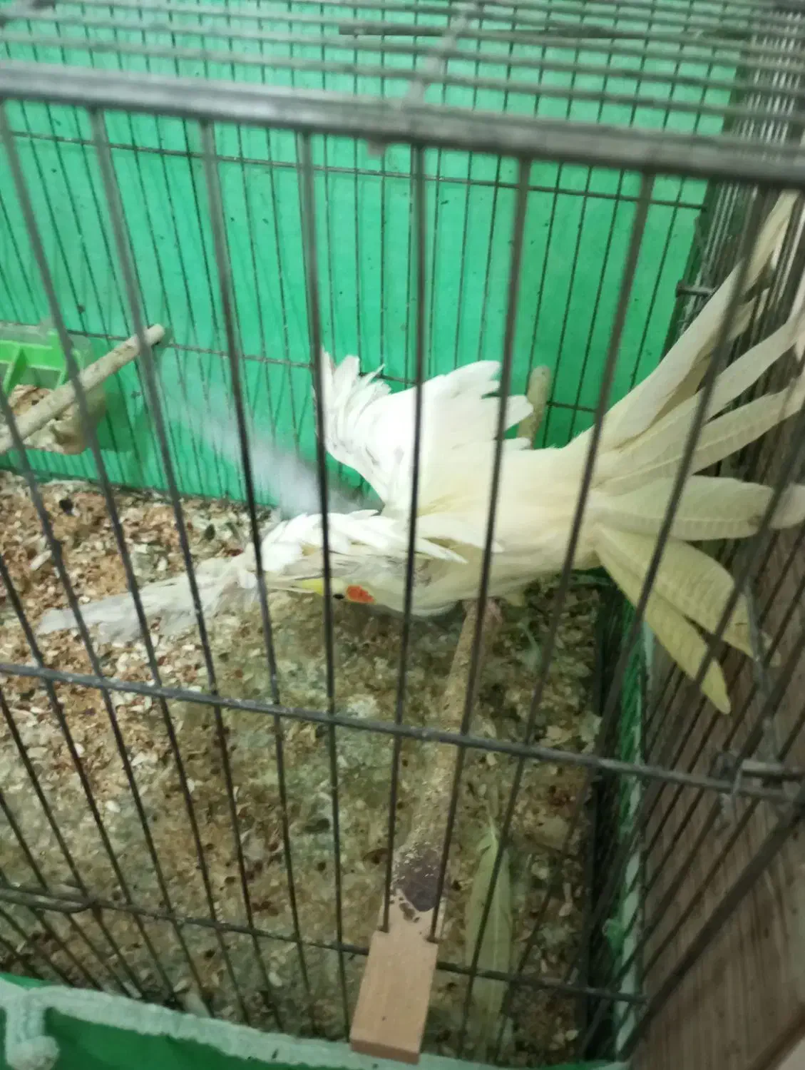 عروس پاریس|پرنده|بندر ماهشهر, |دیوار