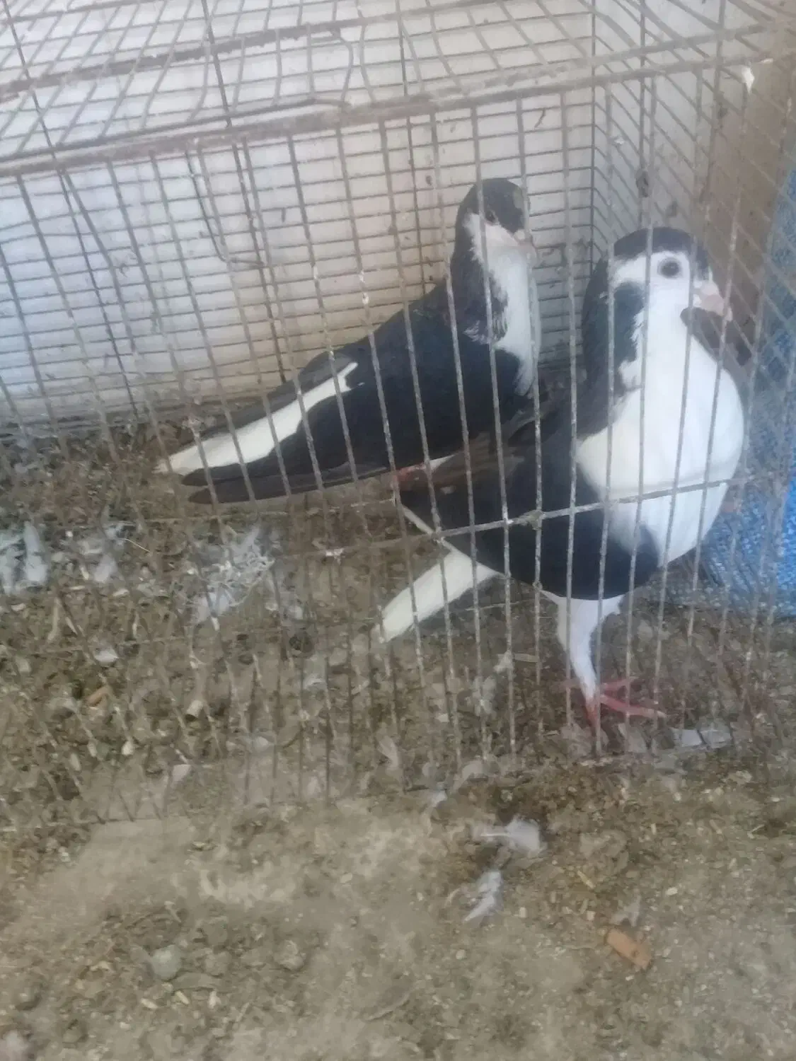 جفت ساده عروسک بدون غلط|پرنده|گرگان, |دیوار