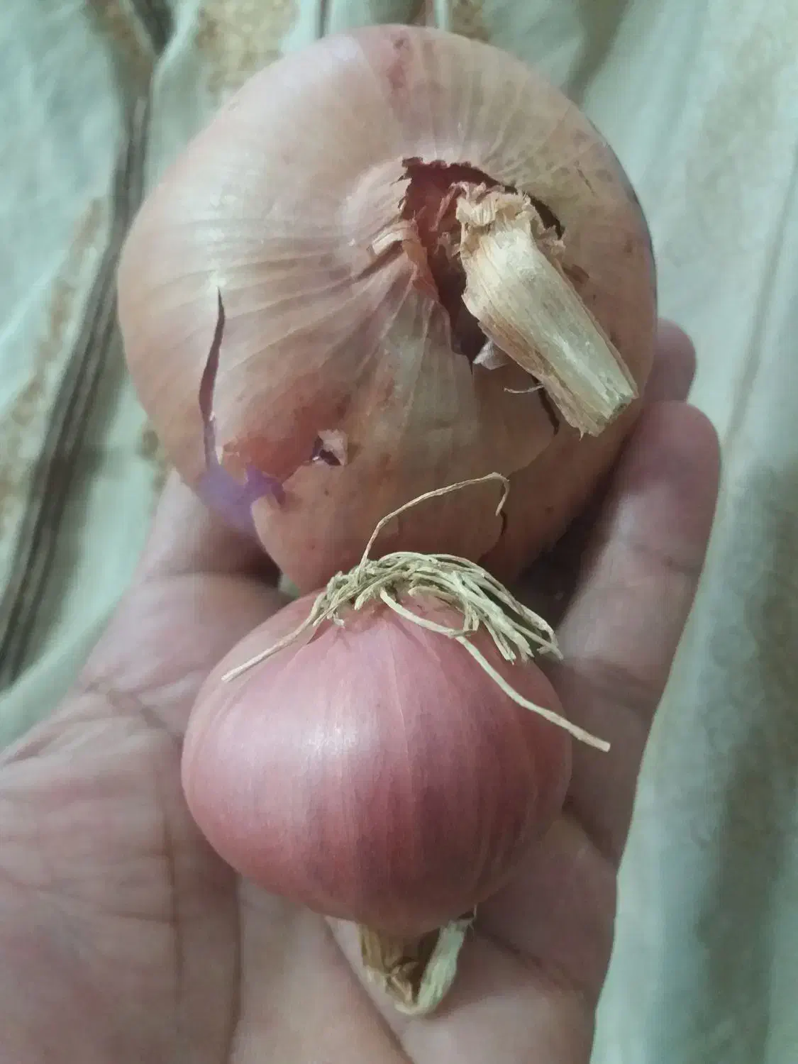 پیاز محلی زرد و بسیار تند|خوردنی و آشامیدنی|الشتر, |دیوار