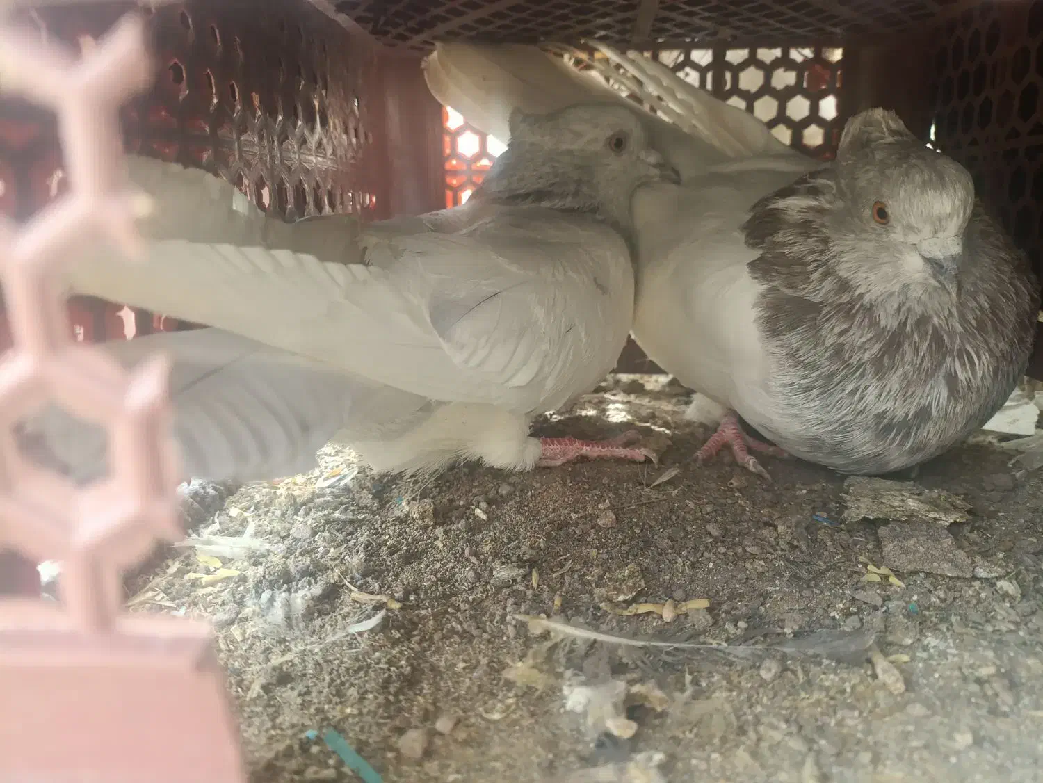 کفتر|پرنده|بم, |دیوار