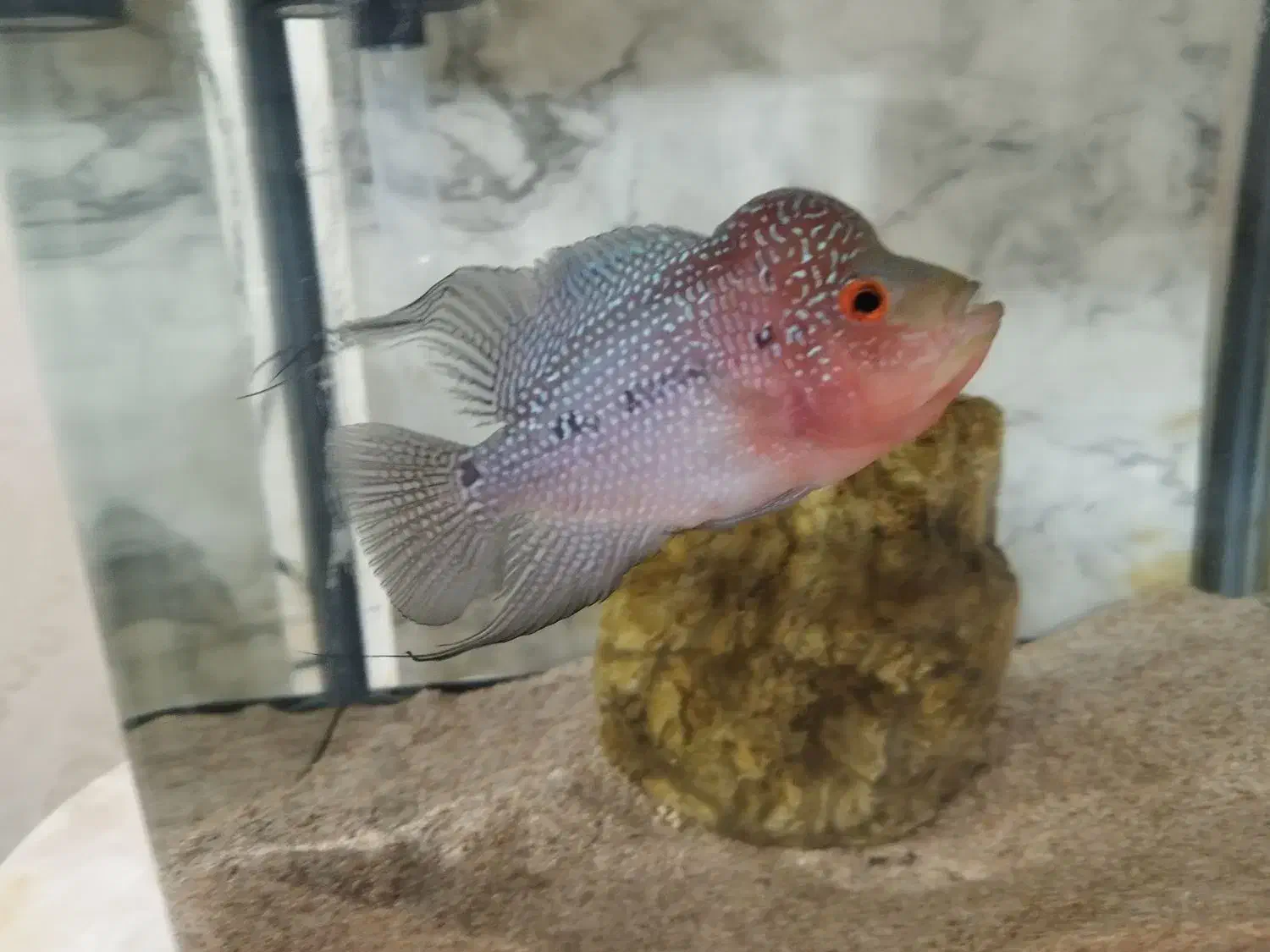 فلاور رد دراگون|ماهی|ری, دیلمان|دیوار