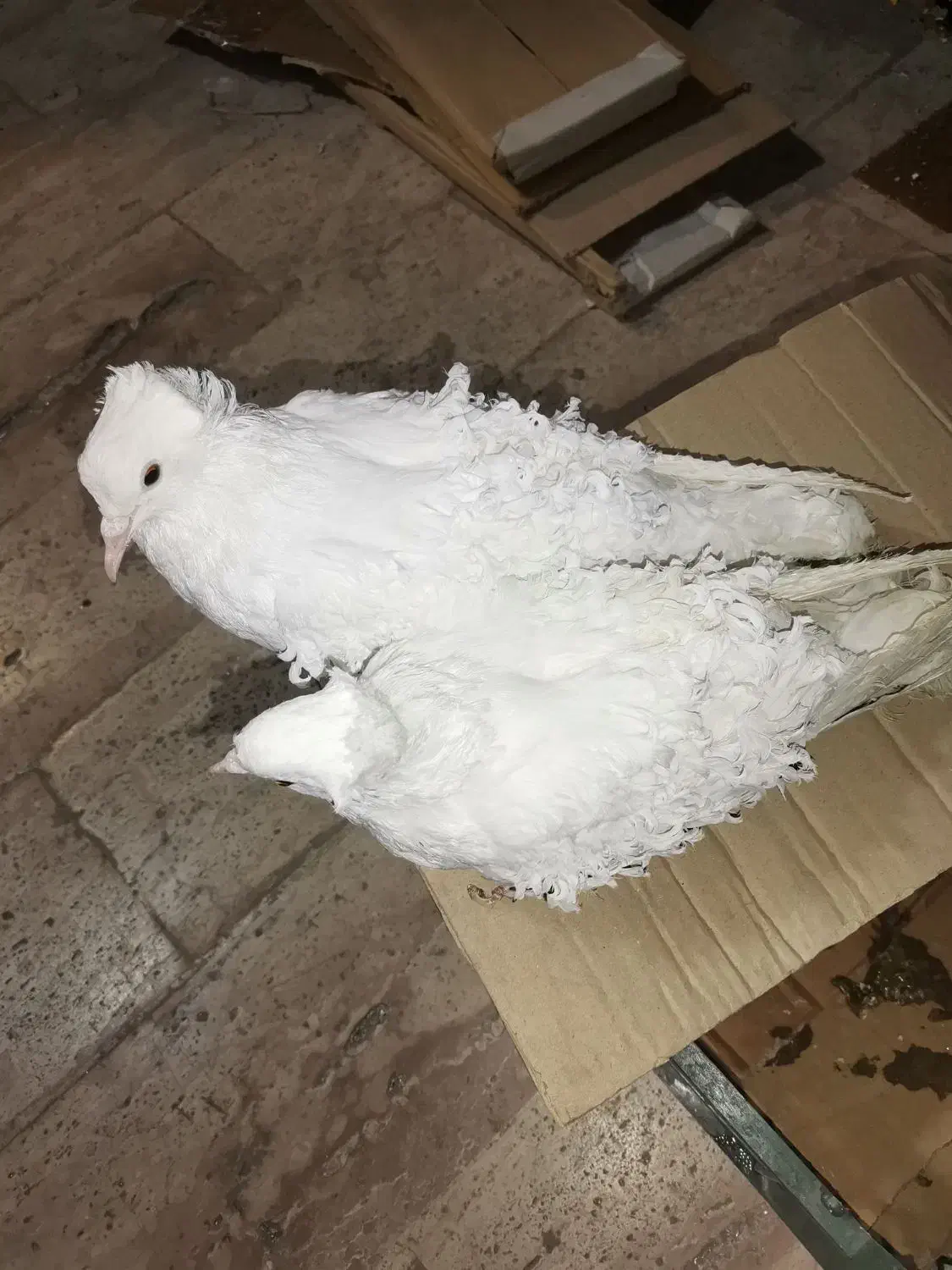 کفتر جکسون و شامپیون|پرنده|قم, بنیاد|دیوار