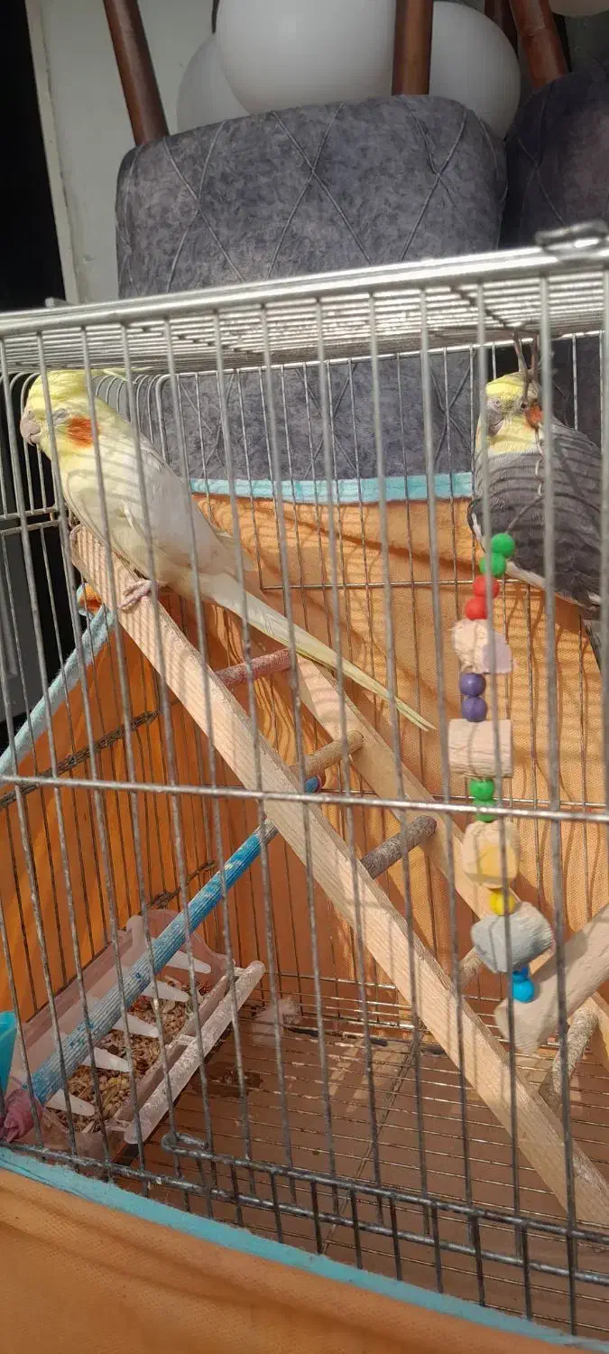 عروس هلندی|پرنده|رشت, رودباری|دیوار