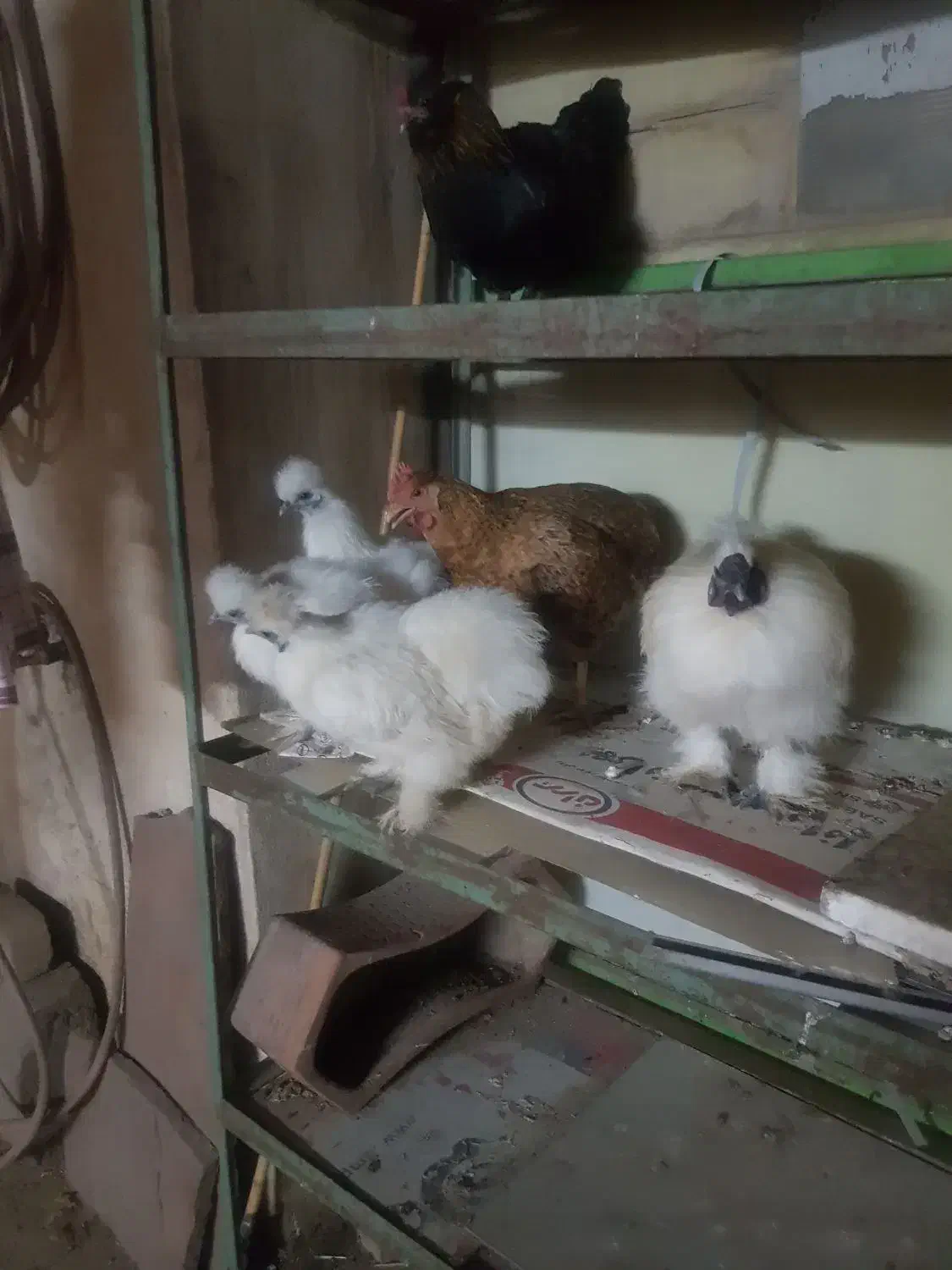 تخم نطفه داره ابریشمی|حیوانات مزرعه|نیشابور, شهرک فرهنگیان|دیوار