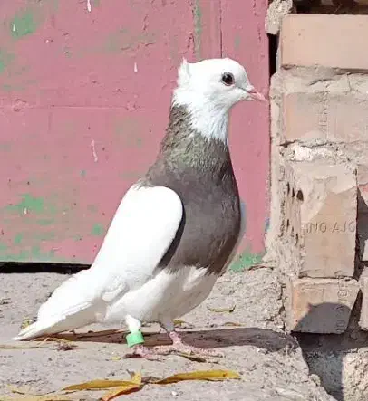 قرمزی کلفه  پیس ککیل مایا|پرنده|ویلکیج, |دیوار