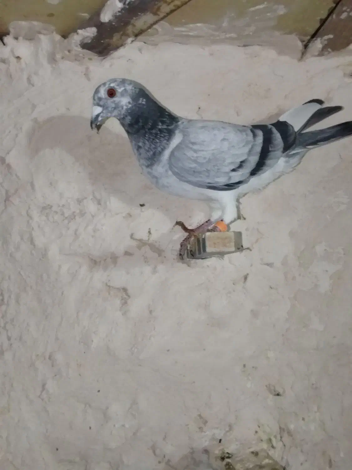 کبوتر|پرنده|مشکان, |دیوار