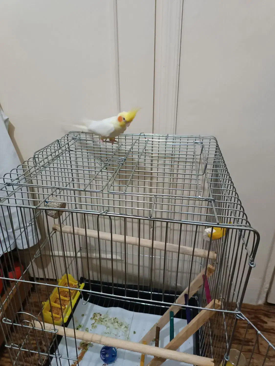 عروس هلندی و قفس کاسکو|پرنده|آستارا, |دیوار