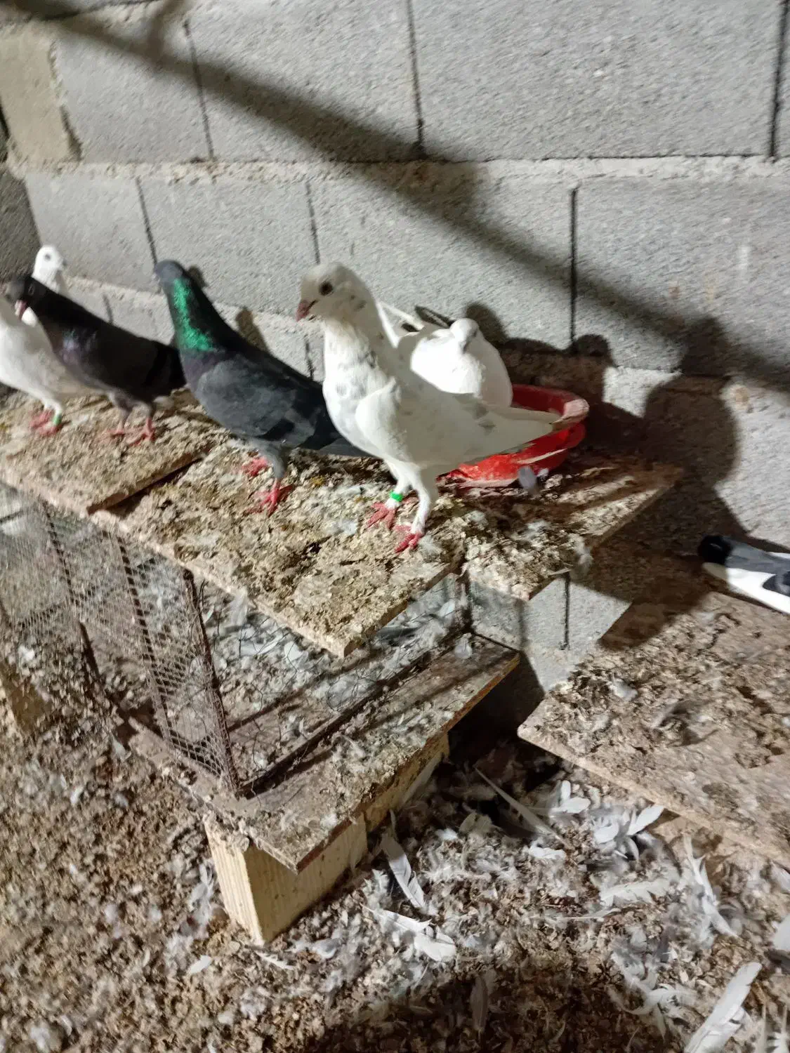 کبوتر پیتی|پرنده|بندرعباس, |دیوار