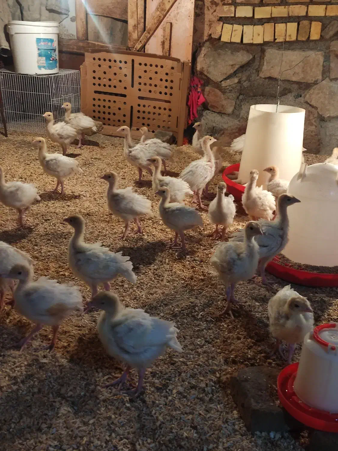 جوجه بوقلمون بیوتی شرکت زرین|حیوانات مزرعه|سبزوار, توحیدشهر|دیوار