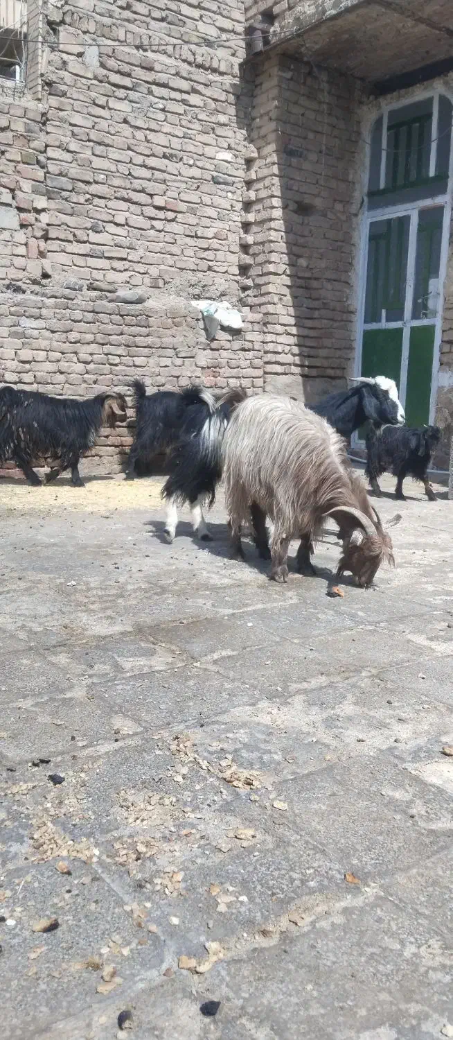 فروش|حیوانات مزرعه|خاش, |دیوار