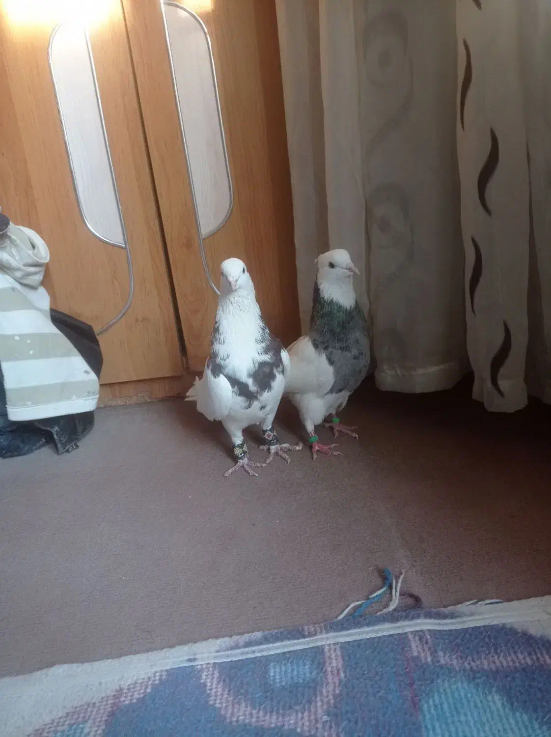 معاوضه با عروس هلندی|پرنده|گوهران, |دیوار