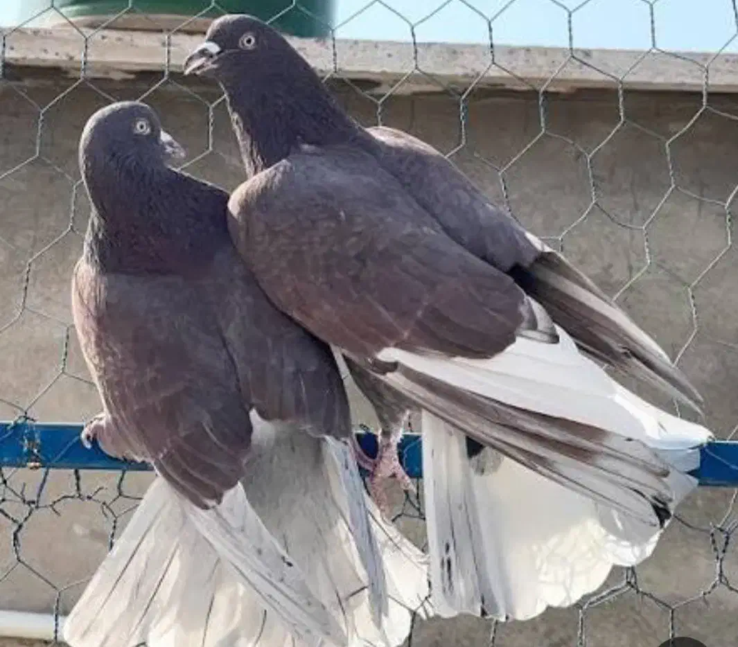 کاشانی|پرنده|خرمشهر, |دیوار