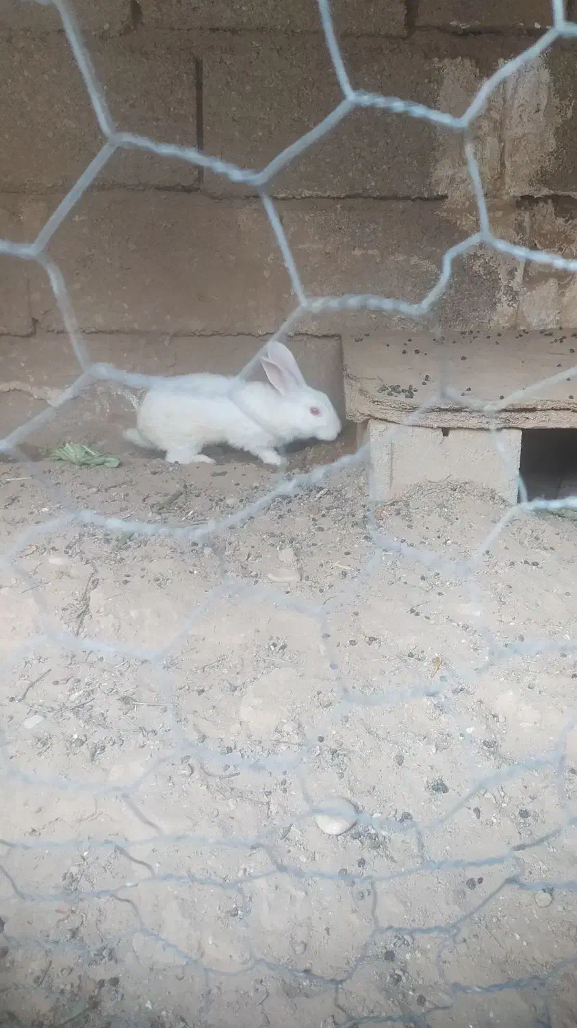 خرگوش 4ماهه باتخفیف|موش و خرگوش|شوشتر, |دیوار