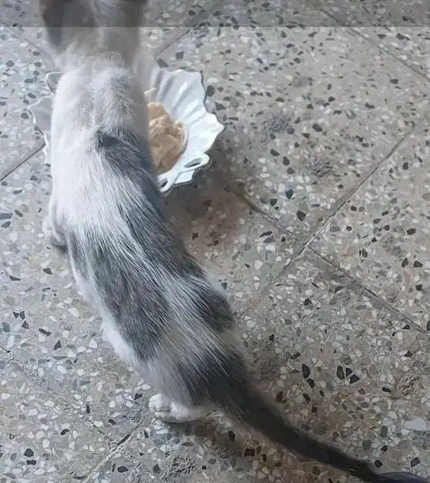 گربه خانگی گمشده|حیوانات|اهواز, گلستان|دیوار