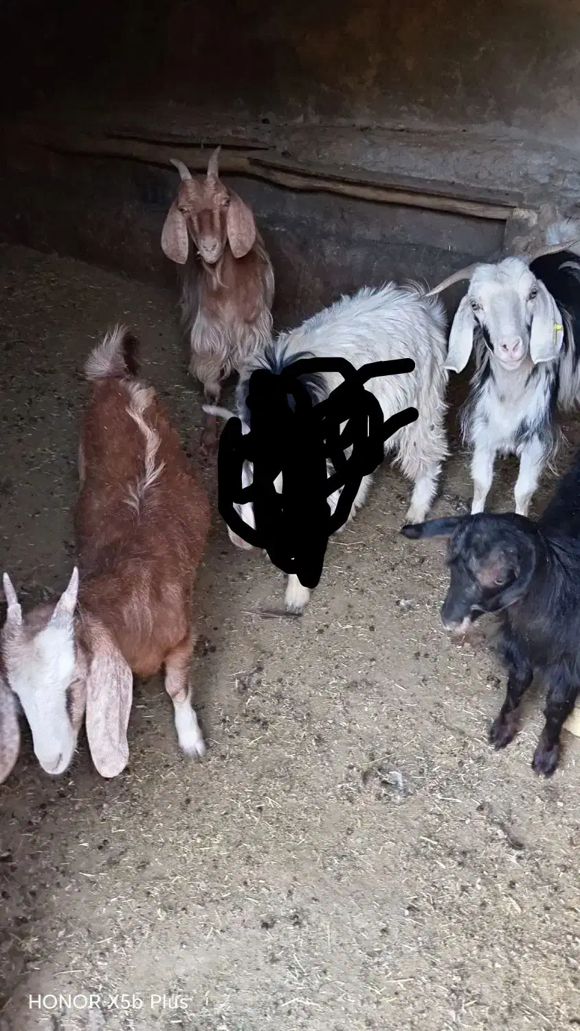 40 میلیون تومان|حیوانات مزرعه|اراک, |دیوار