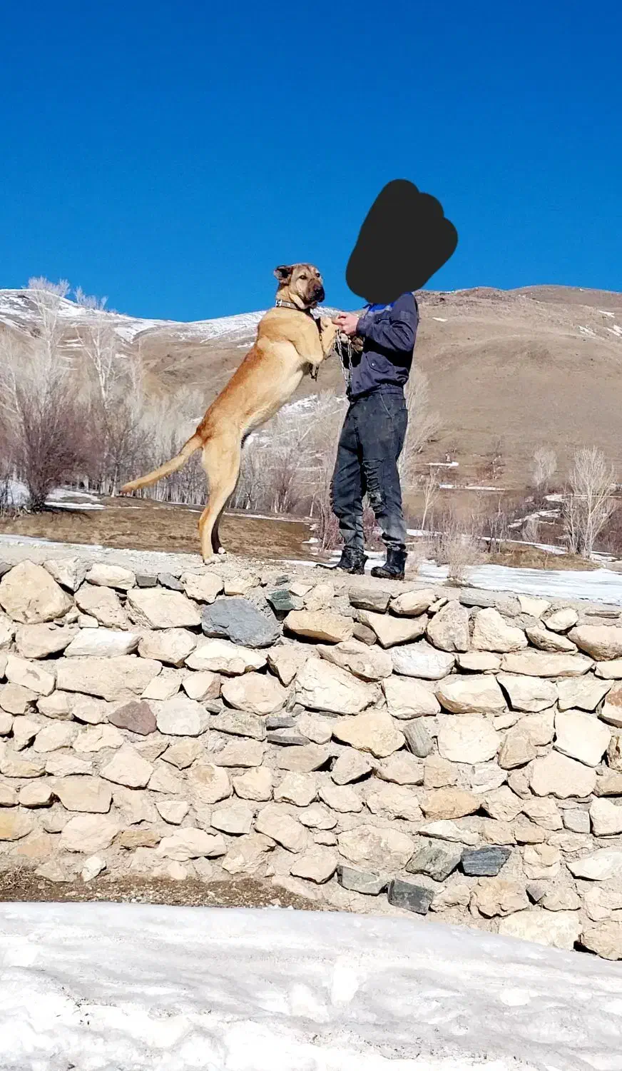 ۱۵۰۰۰۰۰۰۰میلیون|سگ|ماهنشان, |دیوار