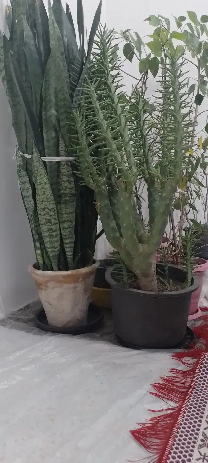 دو عدد گل|گل و گیاه طبیعی|کشکسرای, |دیوار