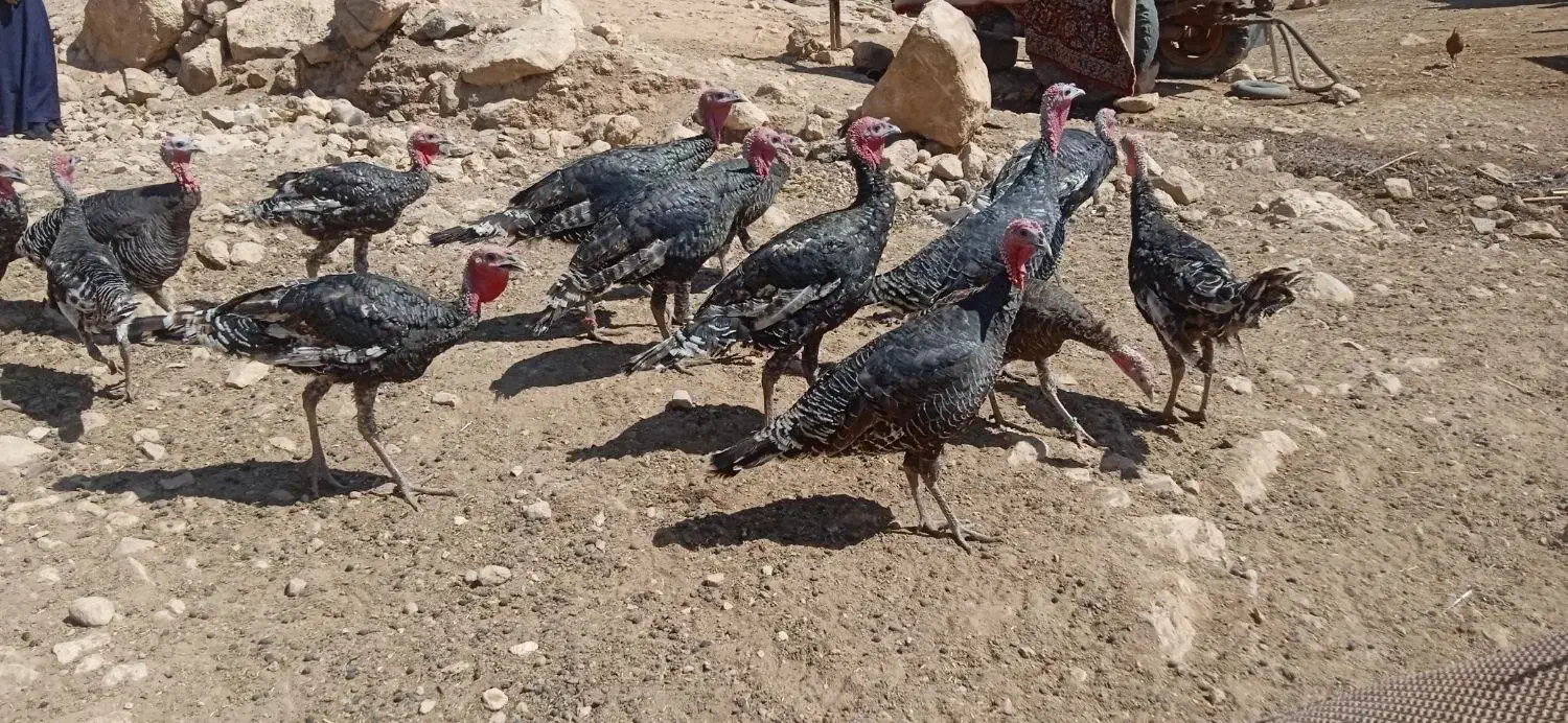 بوقلمون سالم وسرحال|پرنده|سیروان, |دیوار