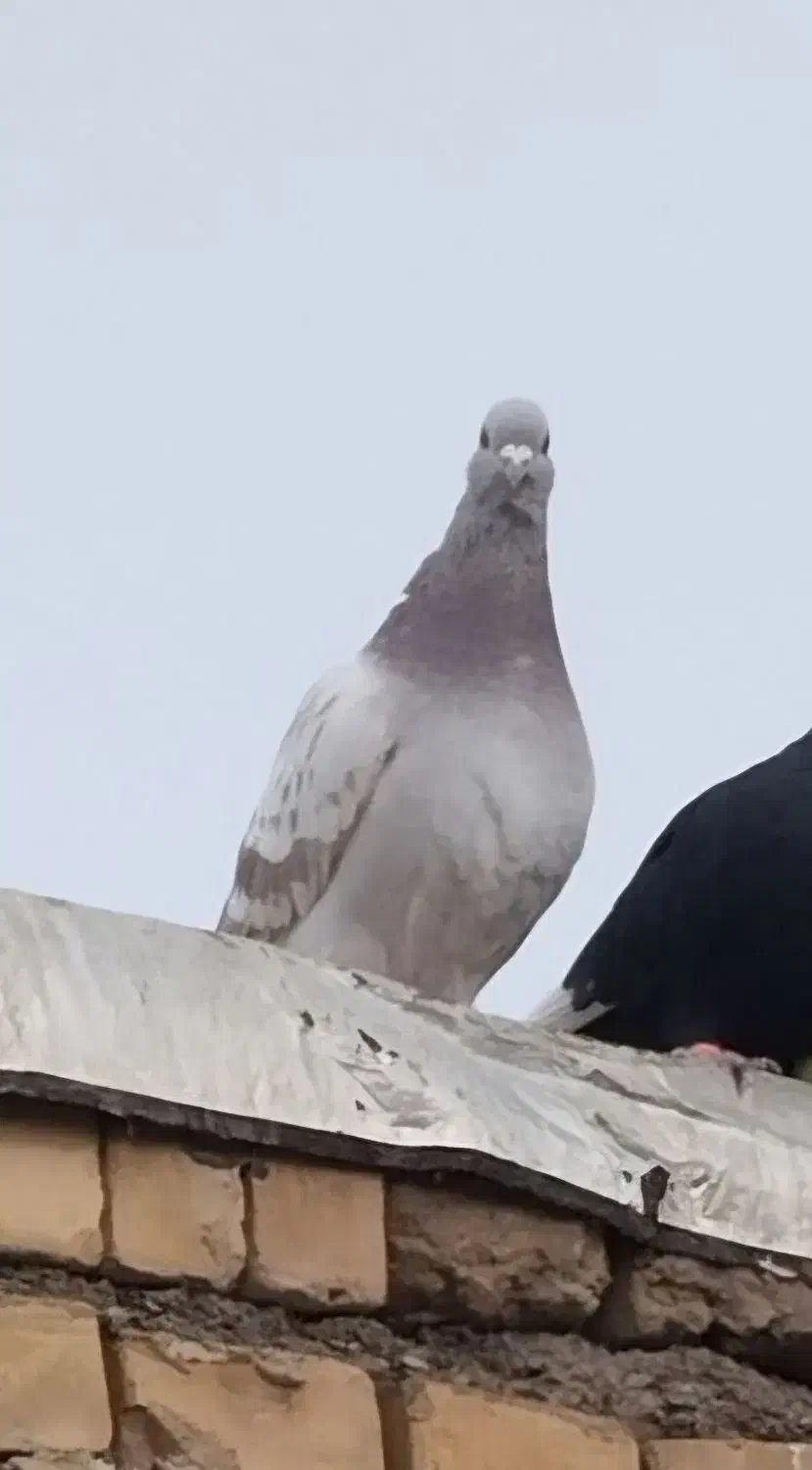 کفتر ذات دار|پرنده|مشهد, ایثار|دیوار