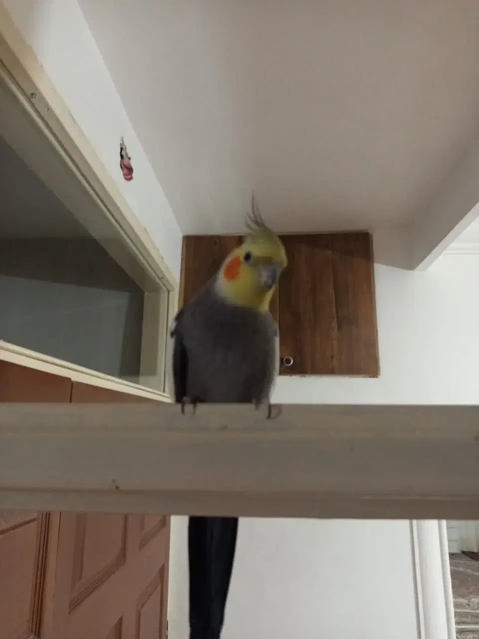 عروس هلندی|پرنده|شاهرود, |دیوار