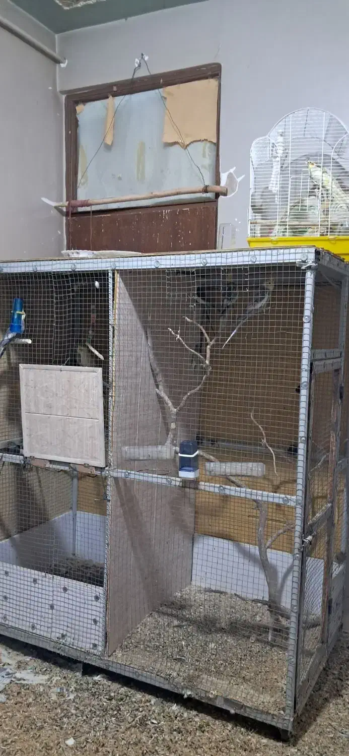 قفس پرنده|لوازم جانبی حیوانات|تاکستان, |دیوار