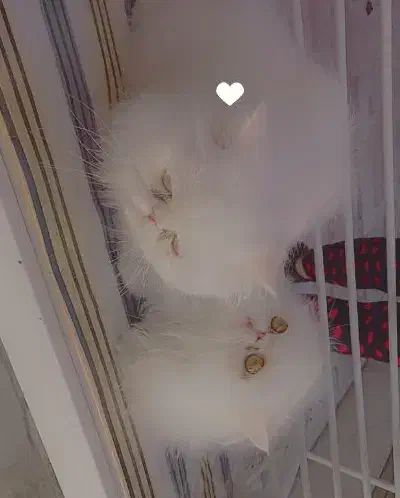 گربه پرشین ماده|گربه|کرمان, |دیوار