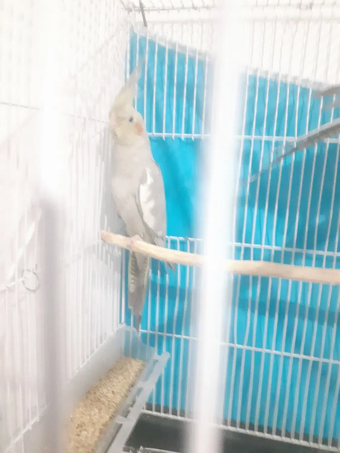 عروس هلندی|پرنده|چناران, |دیوار