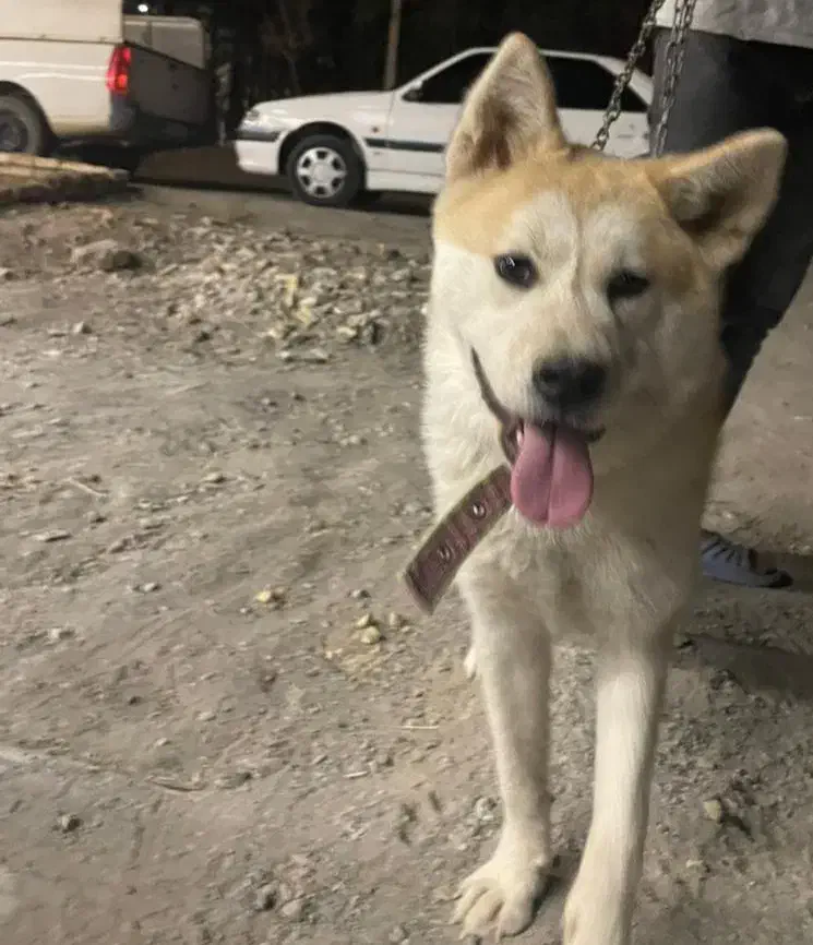 توله سگ اکیتا|سگ|بیرجند, |دیوار