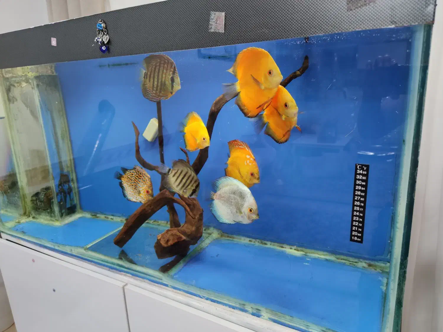 آکواریوم دیسکس|ماهی|خرم‌آباد, |دیوار