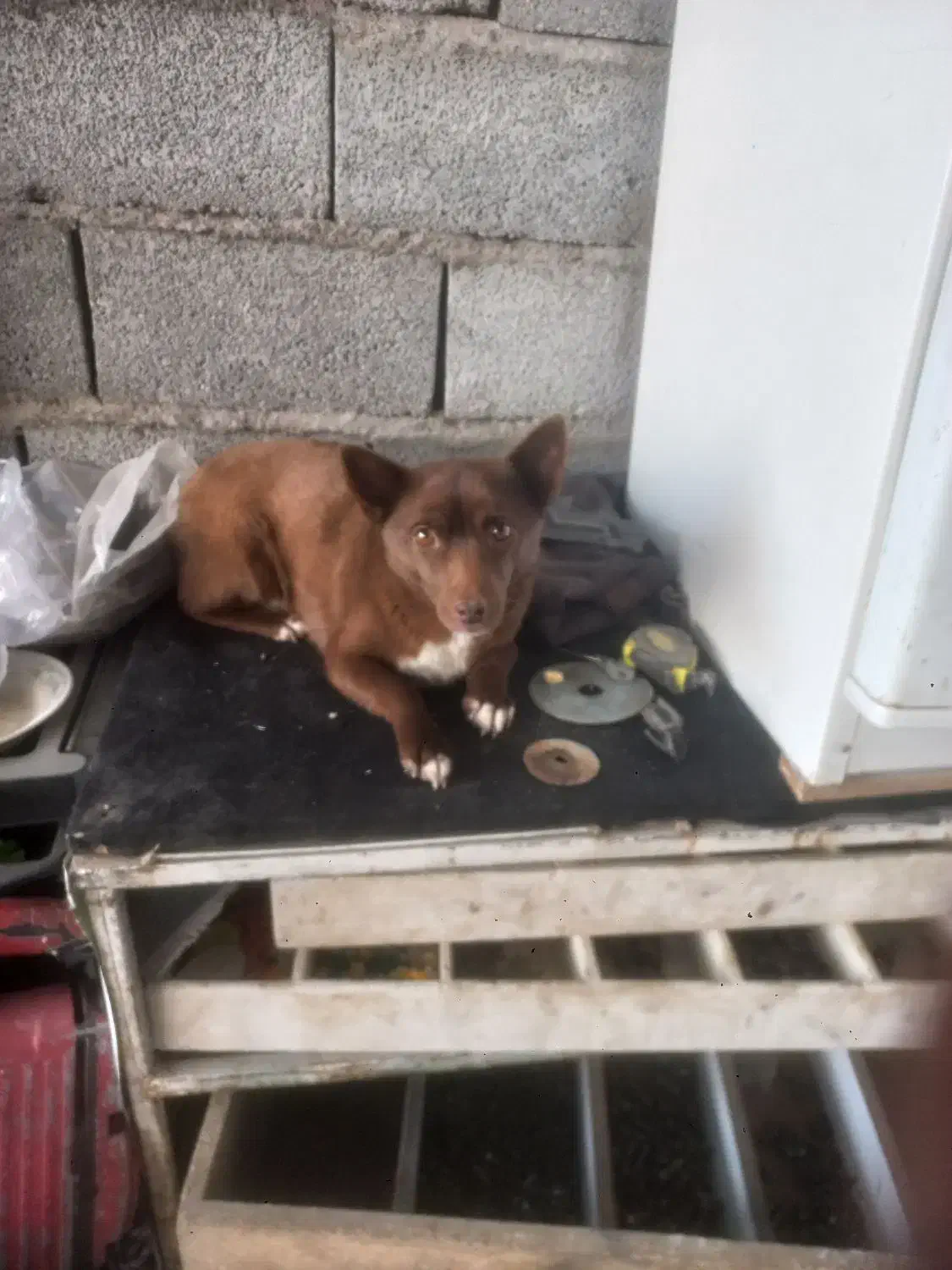 پاکوتاه|سگ|بناب, |دیوار