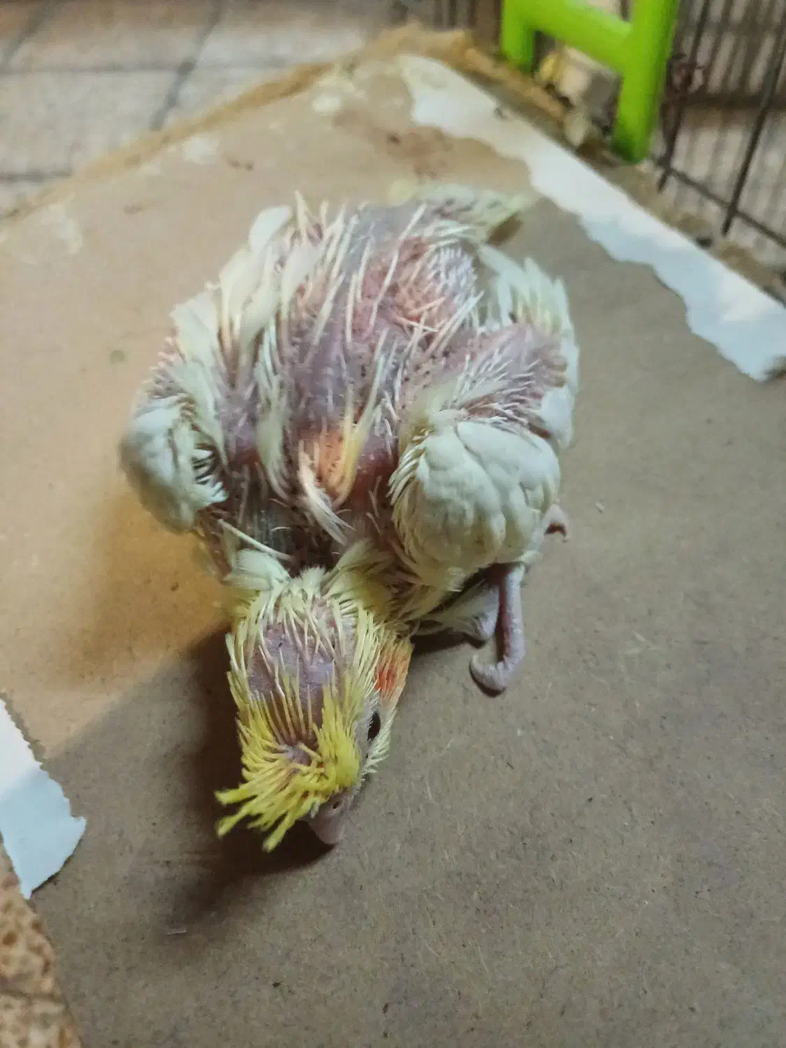 جوجه عروس|پرنده|بندر ماهشهر, |دیوار