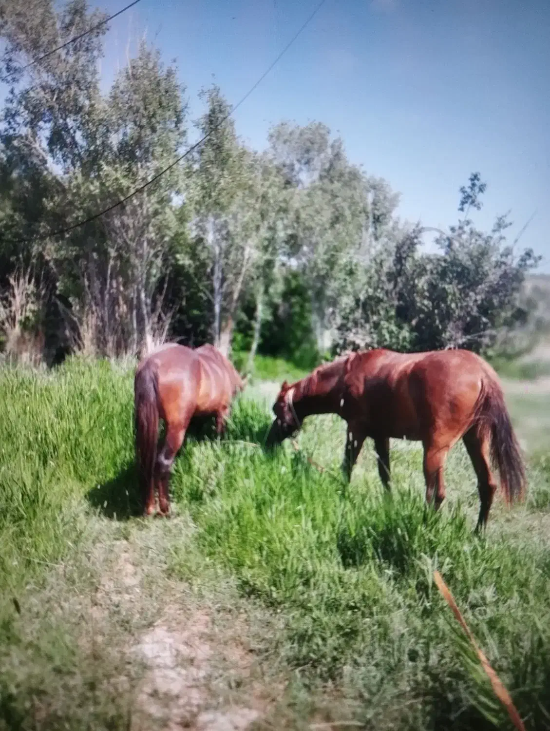 اسب های مادیون|اسب و تجهیزات اسب‌سواری|سرولایت, |دیوار