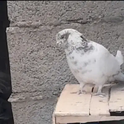 تارشده|حیوانات|شهرکرد, |دیوار