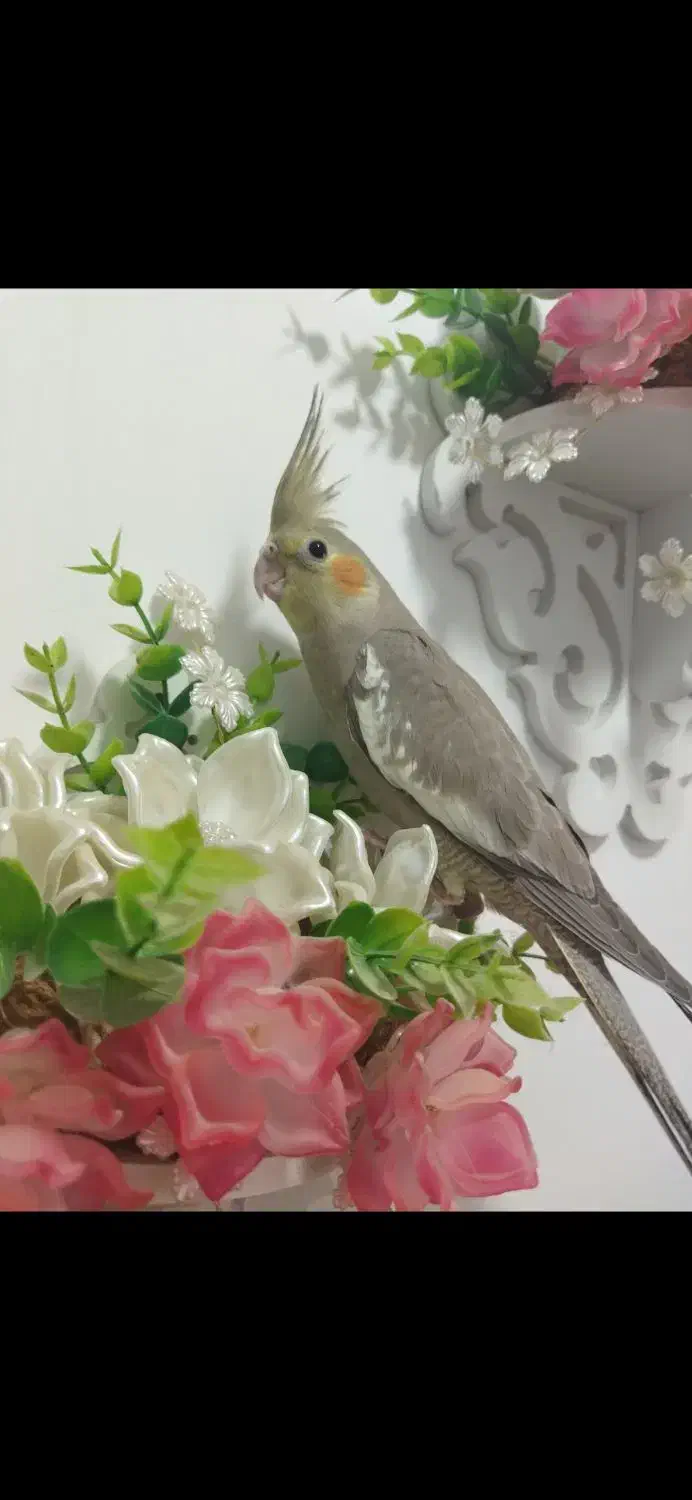 عروس هلندی خوشکل وسرحال|پرنده|سقز, |دیوار