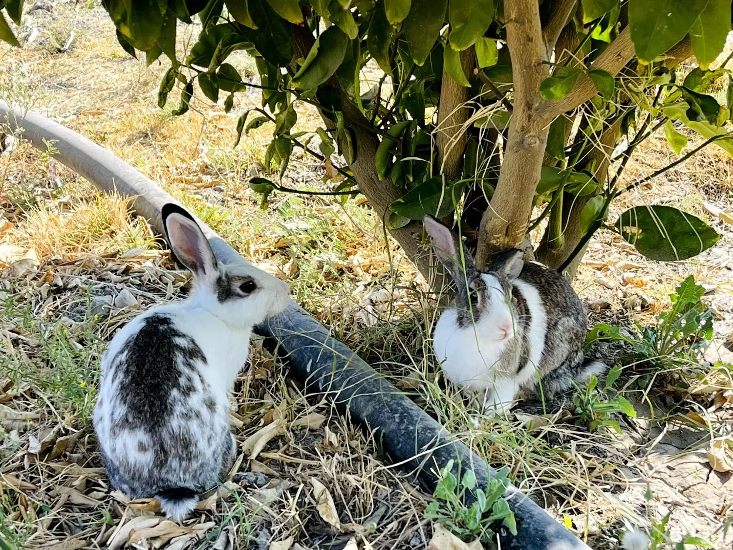 خرگوش|موش و خرگوش|دوگنبدان, |دیوار