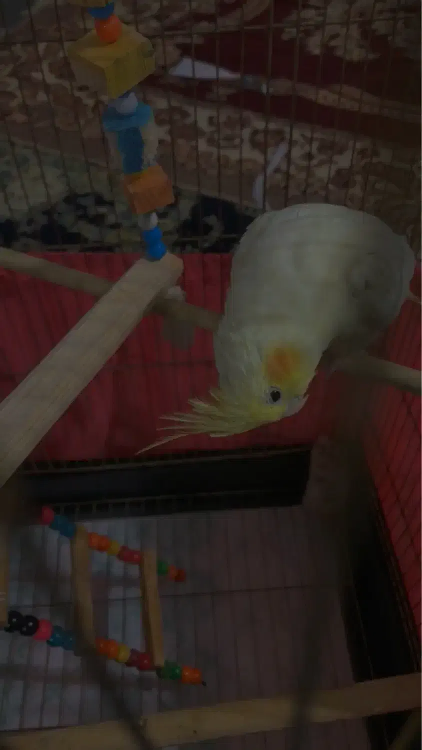 عروس هلندی|پرنده|صومعه‌سرا, |دیوار